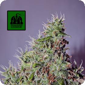 Amnesia Mistery Feminised Seeds Amnesia Mistery Feminised Seeds
